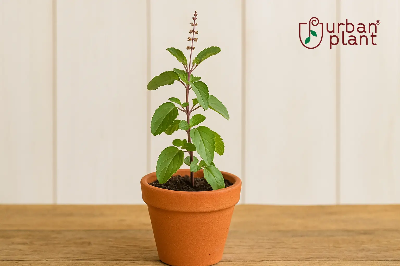Tulsi plant in a terracotta pot – Holy Basil, the queen of herbs for Indian homes, fresh green leaves, grown by Urban Plant